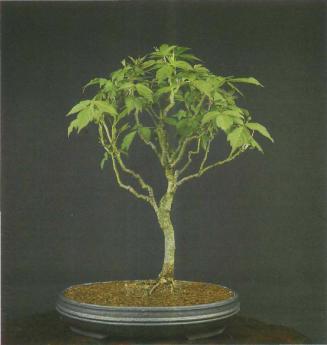 ���� ��������,�Acer monspessulanum