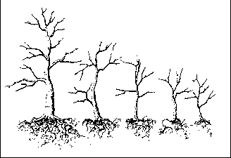 ����������� � ���������