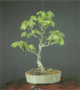 ���� ��������,�Acer monspessulanum