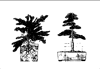 ����������� � ���������