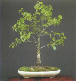 ���� ��������,�Acer monspessulanum