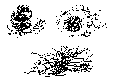 ������, ������ � �������, ��������