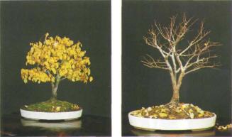 ��� ������, Fagus sylvatica