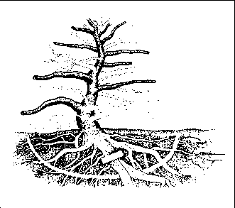 ������, ������ � �������, ��������