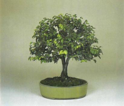 ��� ������, Fagus sylvatica