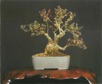 ��� ������, Fagus sylvatica
