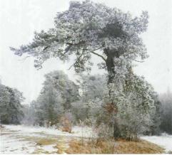 ������ �������,�Aesculus hippocastanum