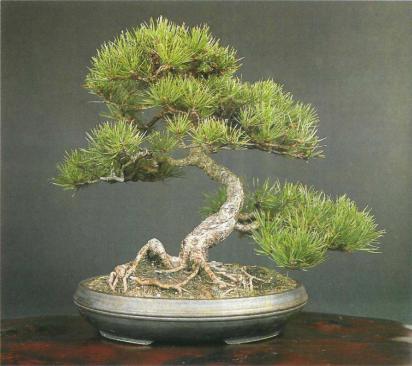 ������ �������,�Aesculus hippocastanum