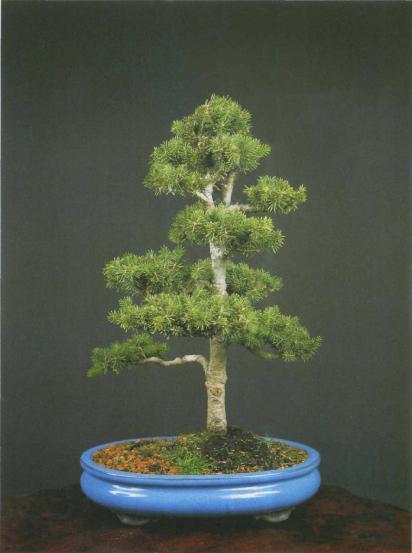 ����� ������, Pinus nigra