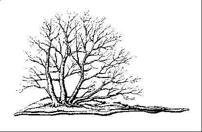 �������� �. - ������ �� �������� ����������� �����