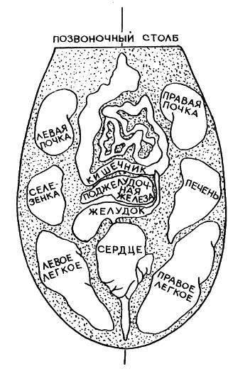 Аюрведа. Наука Самоисцеления