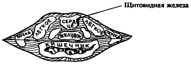 Аюрведа. Наука Самоисцеления