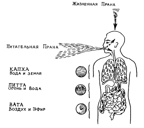 Аюрведа. Наука Самоисцеления
