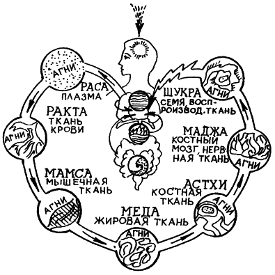 Аюрведа. Наука Самоисцеления