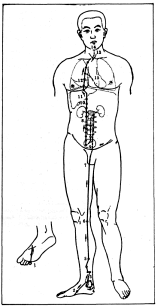 Фалев - Классическая Методология Традиционной Китайской -Терапии