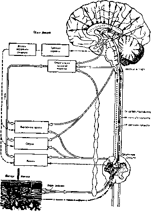 ����� �. - ������� ����������� �� �������������� � ����������