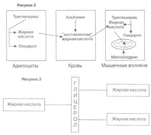 ������� - ���������� � ����������� ����