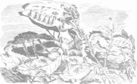 ��������� - � �������� � �� ��������