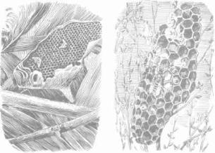 ��������� - � �������� � �� ��������