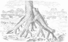 ��������� - � �������� � �� ��������