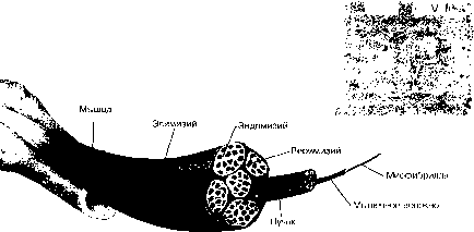 ������ - ���������� ������