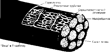 ������ - ���������� ������