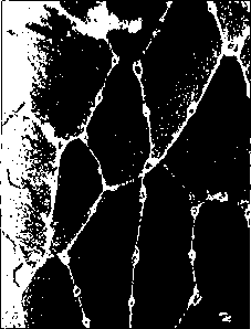 ������ - ���������� ������