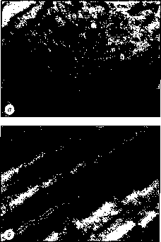 ������ - ���������� ������