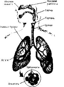 ������ - ���������� ������