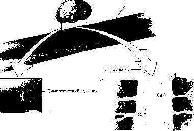 ������ - ���������� ������