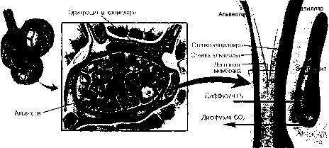 ������ - ���������� ������