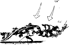 ������ - ���������� ������