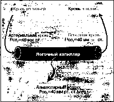 ������ - ���������� ������