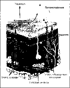 Уилмор - Физиология Спорта