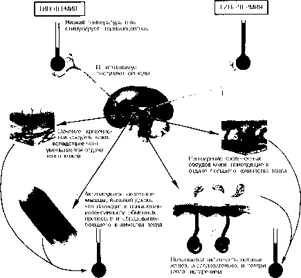 Уилмор - Физиология Спорта