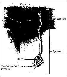 Уилмор - Физиология Спорта