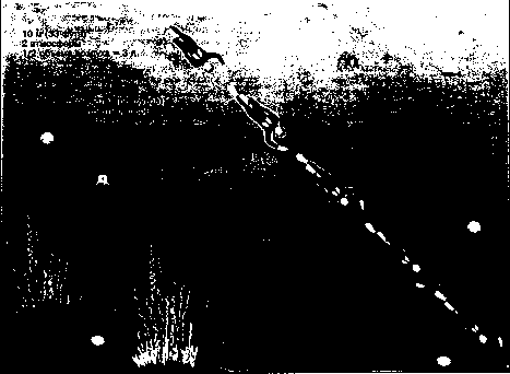 Уилмор - Физиология Спорта