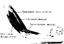 ������ - ���������� ������