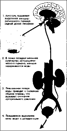 Уилмор - Физиология Спорта