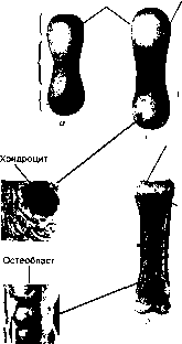 Уилмор - Физиология Спорта