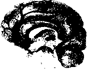 Уилмор - Физиология Спорта