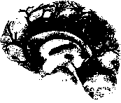 Уилмор - Физиология Спорта