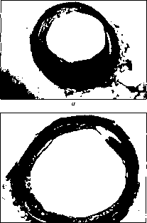 Уилмор - Физиология Спорта