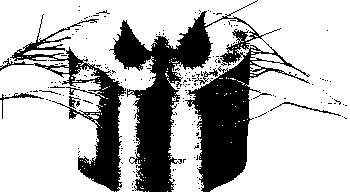 ������ - ���������� ������