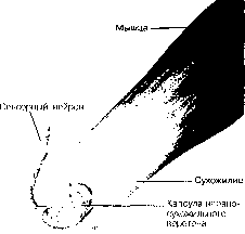 ������ - ���������� ������