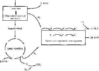 ������ - ���������� ������