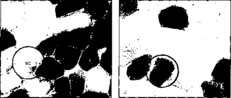 ������ - ���������� ������