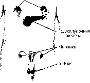 ������ - ���������� ������