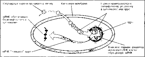 ������ - ���������� ������