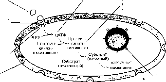 ������ - ���������� ������